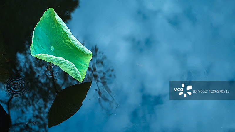 荷叶 / 池塘 / 夏天图片素材