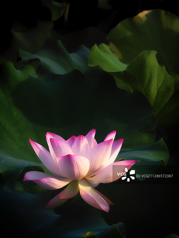 夏日荷花图片素材