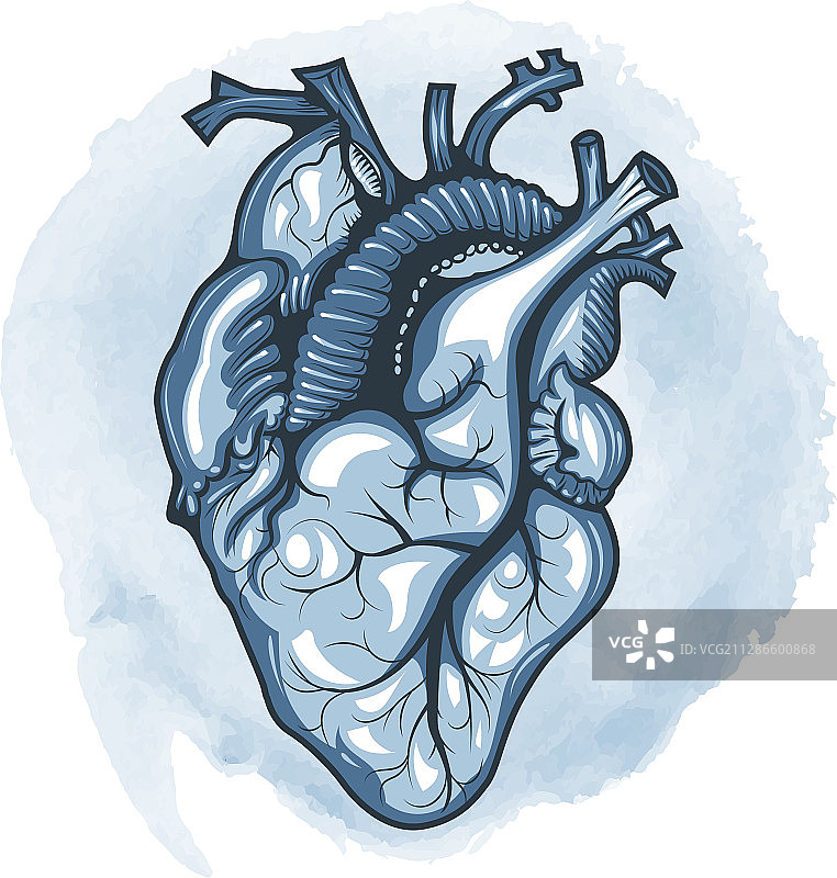 水彩循环中的精细人类心脏图片素材
