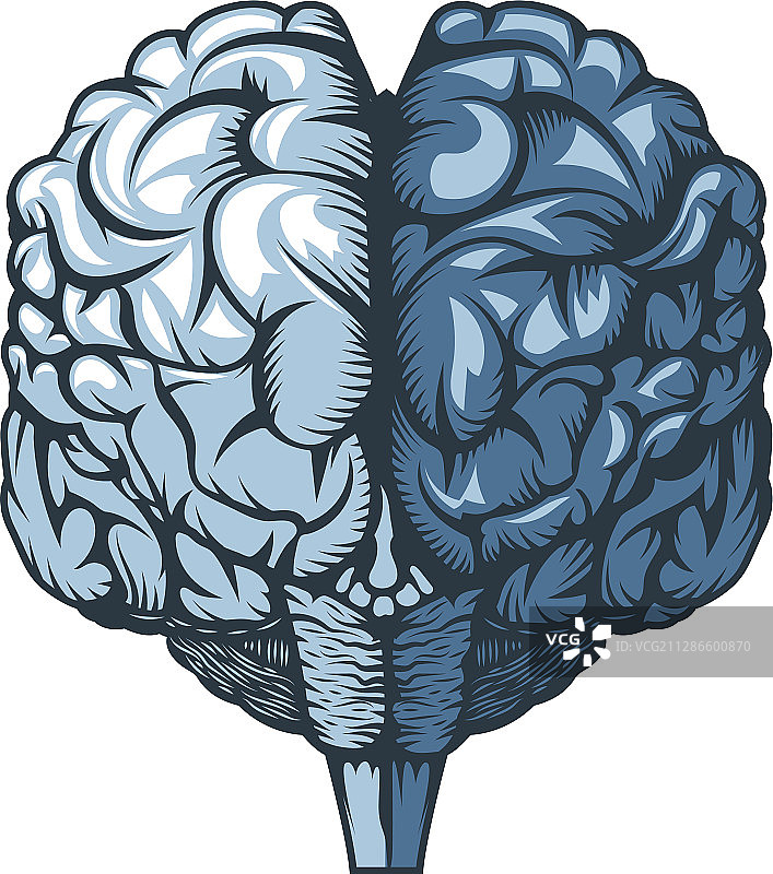 白色背景上手绘的人脑图片素材