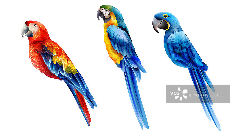 彩色水彩鹦鹉套装图片素材