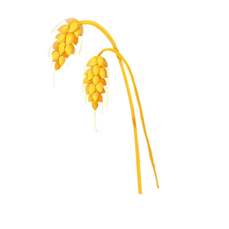 金黄色的麦穗 小麦元素图片素材