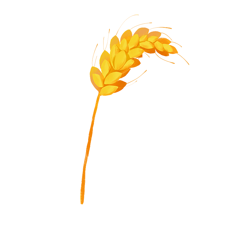 金黄色的麦穗 小麦元素图片素材