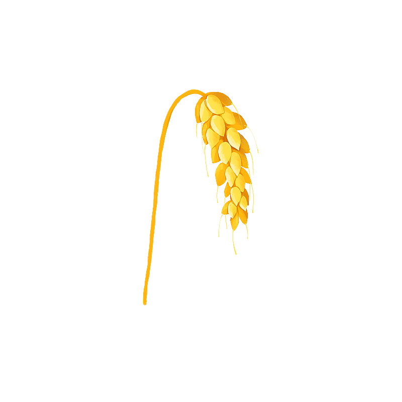 金黄色的麦穗 小麦元素图片素材