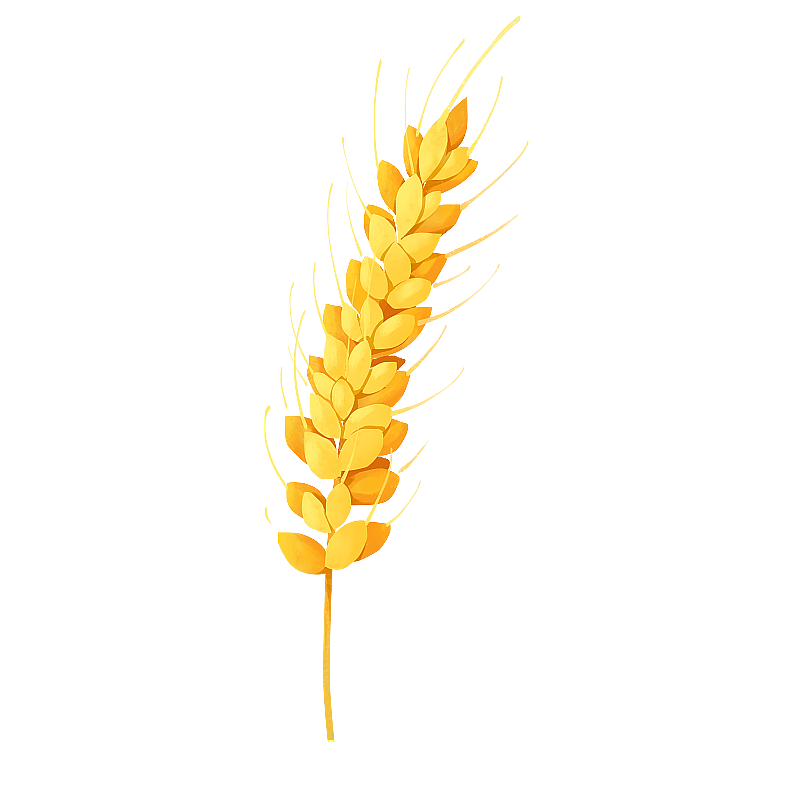 金黄色的麦穗 小麦元素图片素材