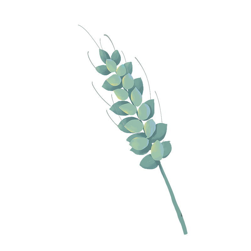 麦田里的麦穗 小麦元素图片素材