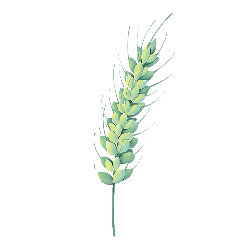 麦田里的麦穗 小麦元素图片素材