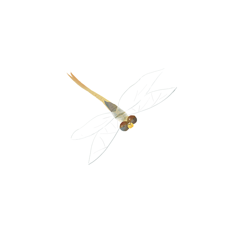 蜻蜓图片素材