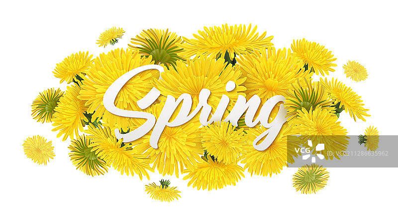 春季蒲公英花卉组合图片素材