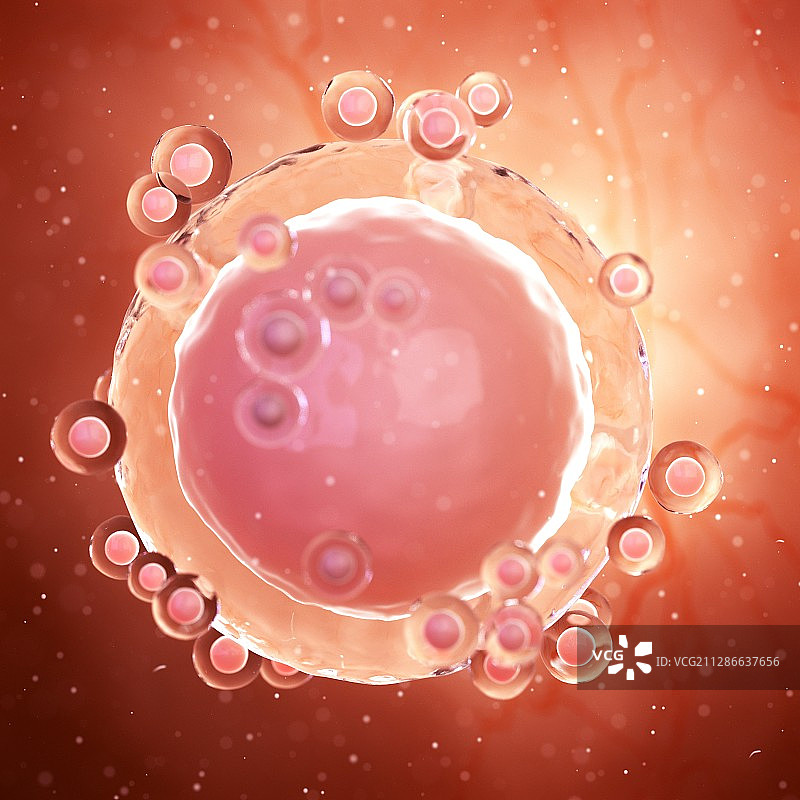 未受精的卵细胞插图图片素材