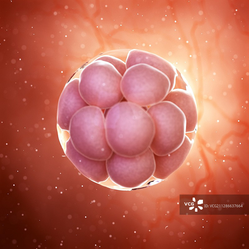 16细胞期胚胎图示图片素材