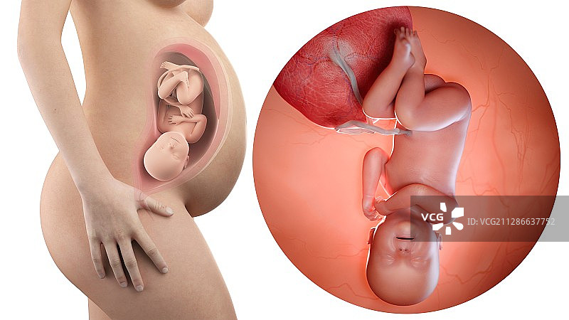 孕妇和40周胎儿插画图片素材