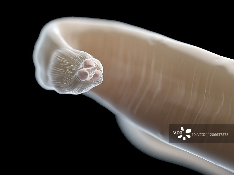 蛔虫插画图片素材