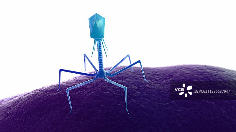 细菌上的噬菌体图片素材