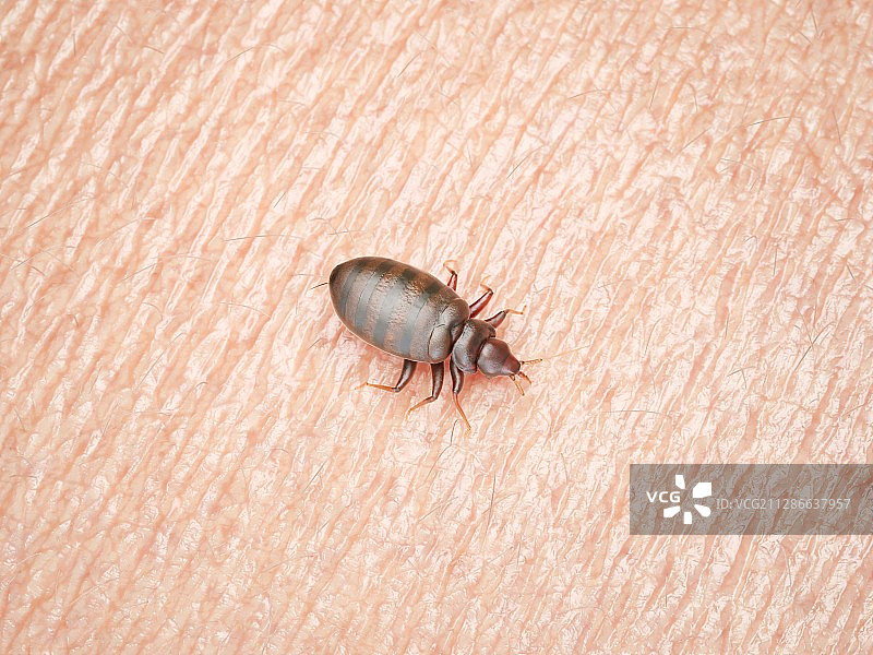 人体皮肤上的臭虫插画图片素材