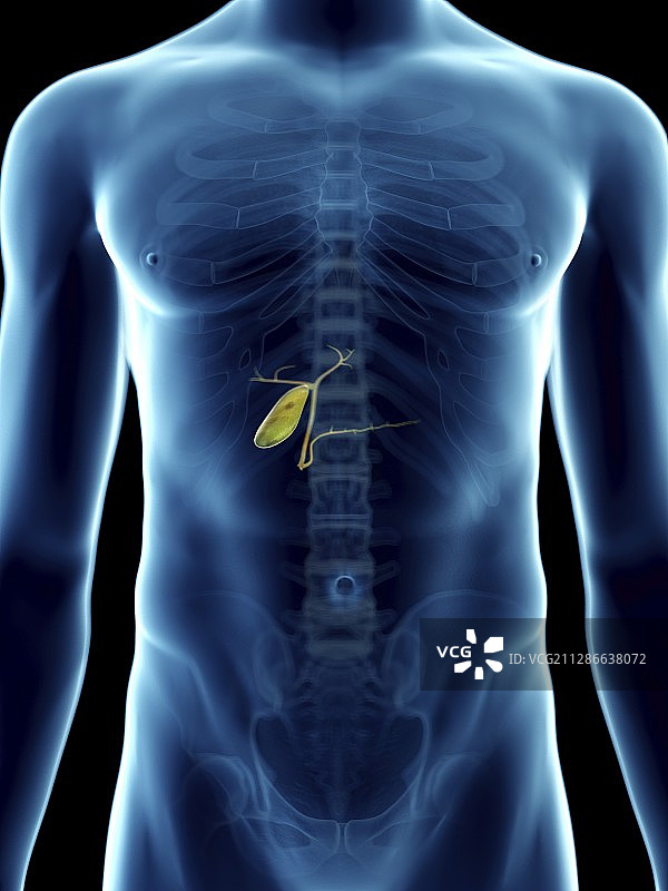 男人的胆囊插画图片素材