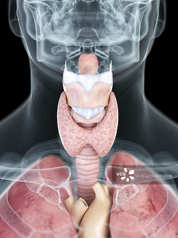 男人喉咙解剖结构插画图片素材