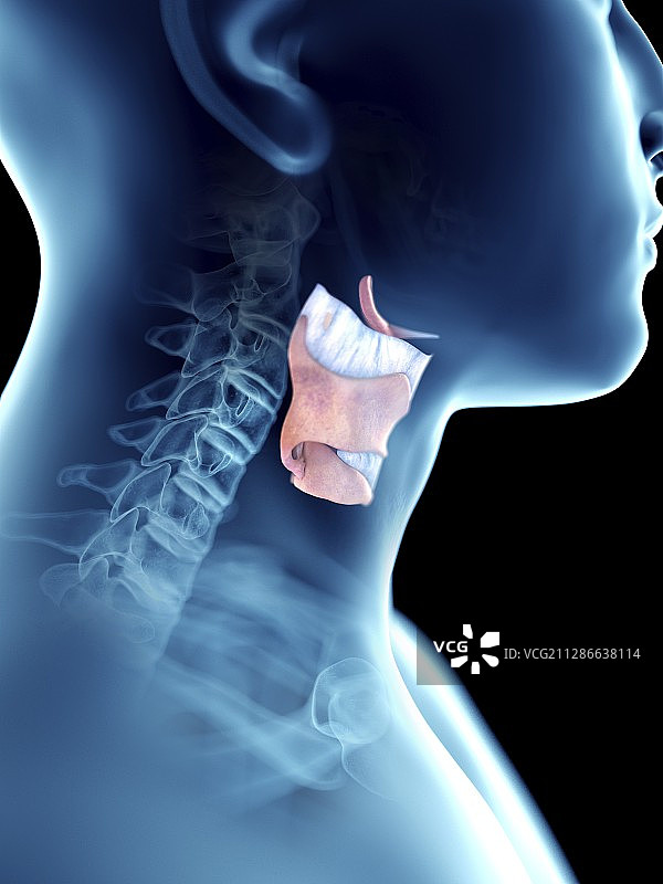 男人的喉咙插画图片素材