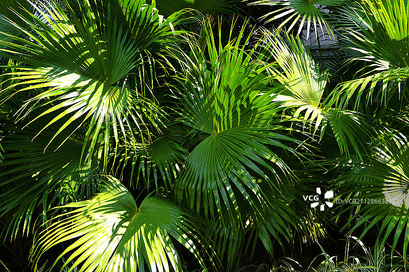 2020年01月21日，海南花卉，蒲葵图片素材