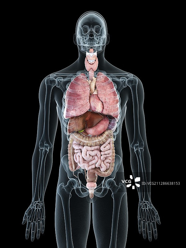 男子内脏器官插图图片素材