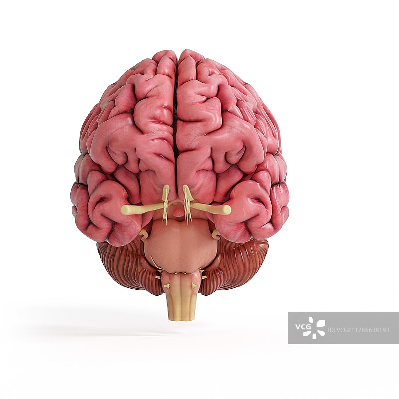 逼真的人脑插画图片素材