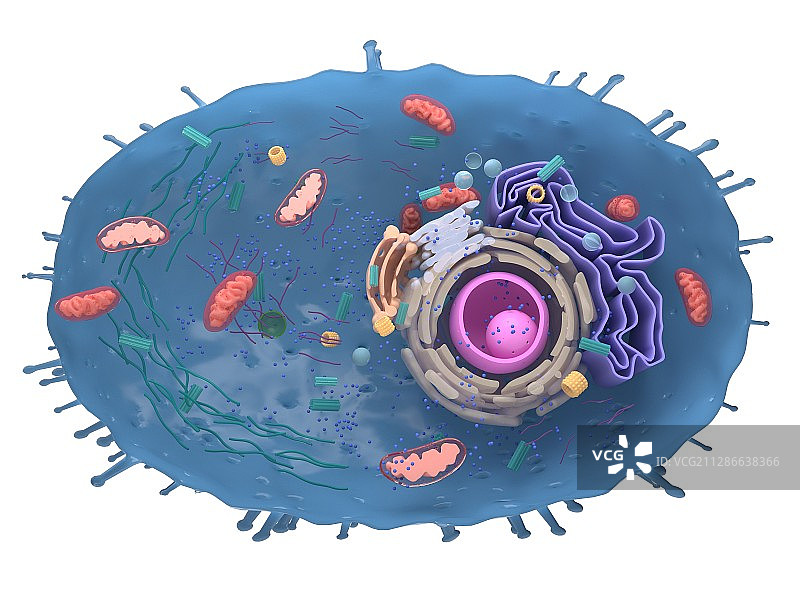 人体细胞横截面插画图片素材