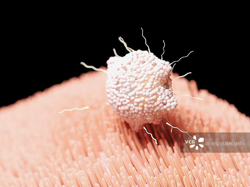 受精过程插画图片素材