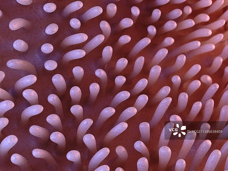 肠绒毛插图图片素材