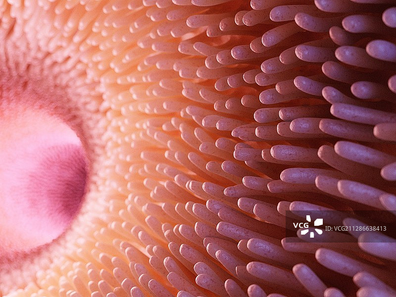 肠绒毛插图图片素材