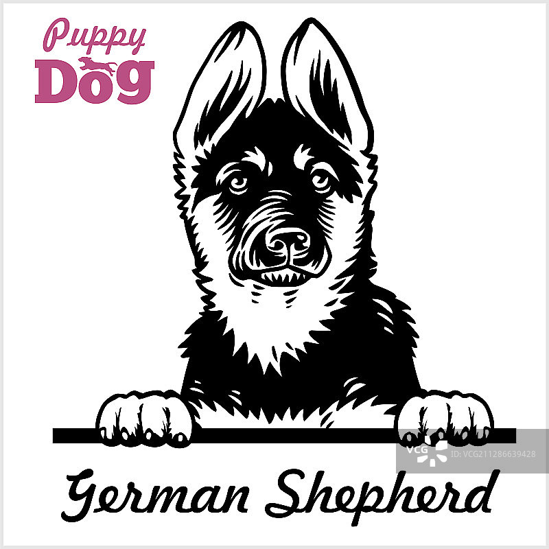 德国牧羊犬小狗- 偷看的狗 - 品种面部图片素材