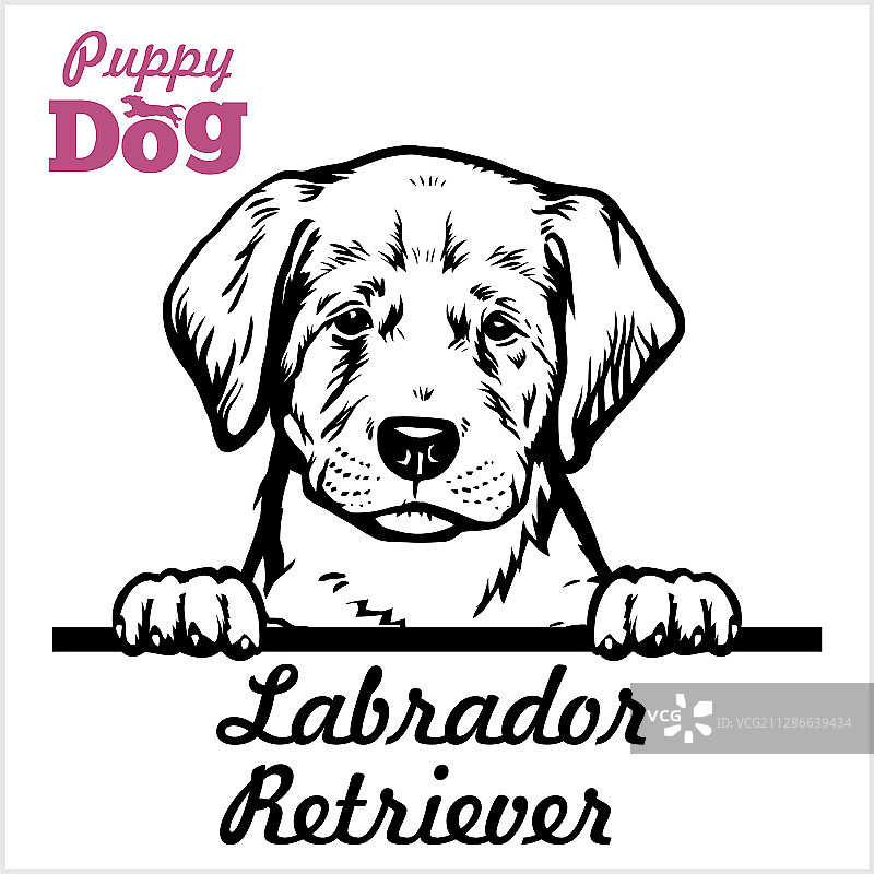 拉布拉多犬幼犬图片素材