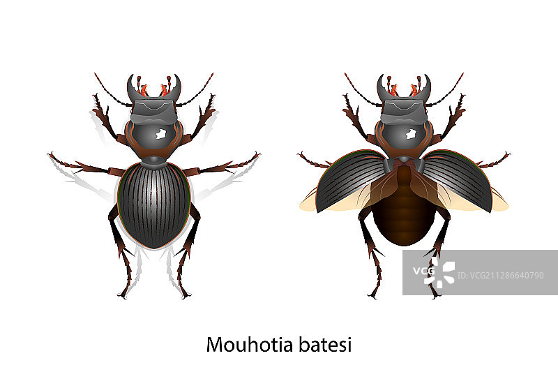 白色背景上的蝎子特写图片素材