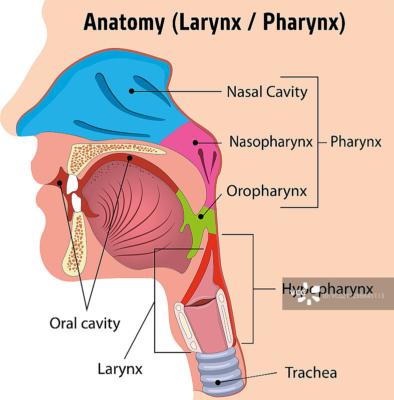 人体喉咽解剖头部闭合图片素材