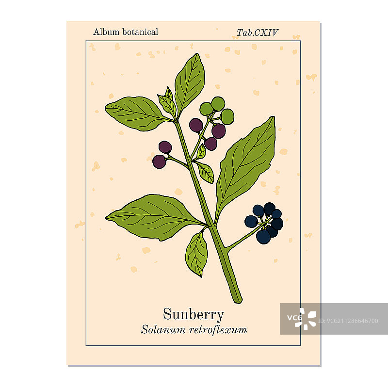 反曲龙葵图片素材