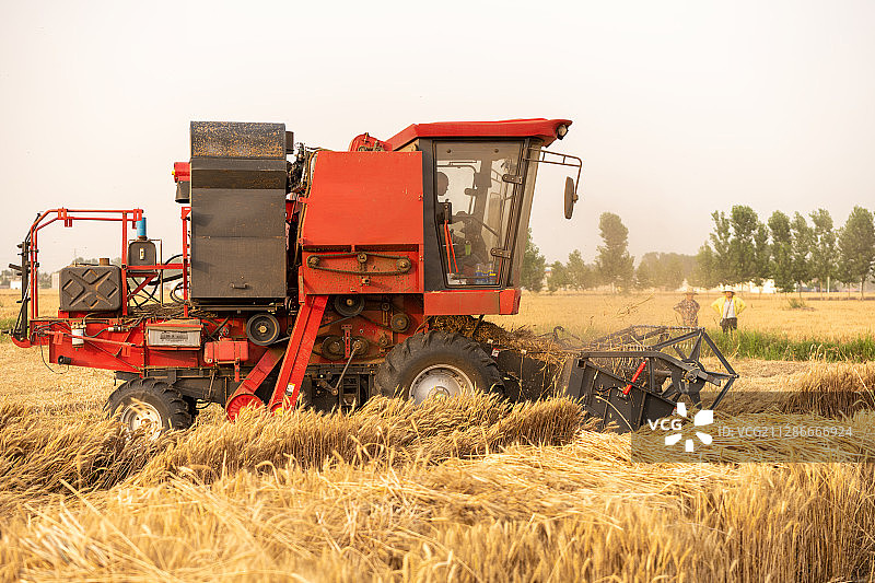 芒种小麦丰收图片素材