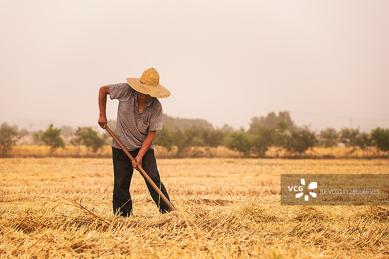 芒种小麦丰收图片素材
