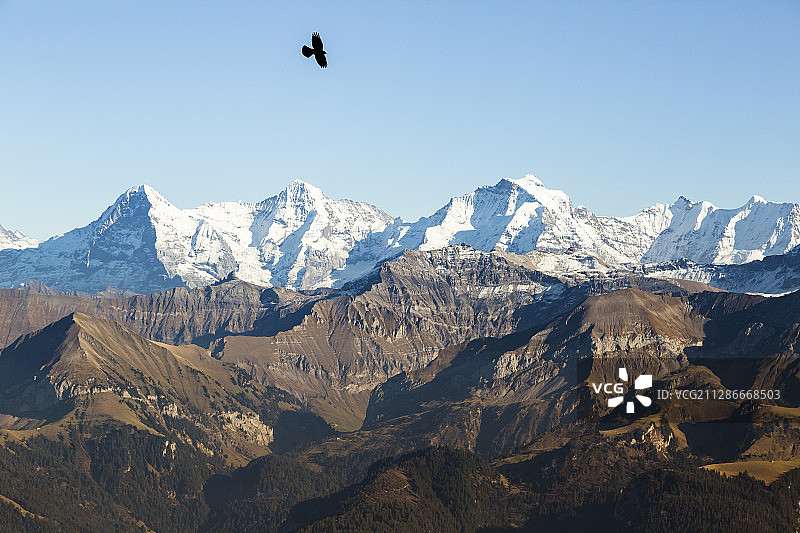 鸟在瑞士伯尔尼高地飞翔。远处是著名的艾格峰、僧侣峰和少女峰图片素材
