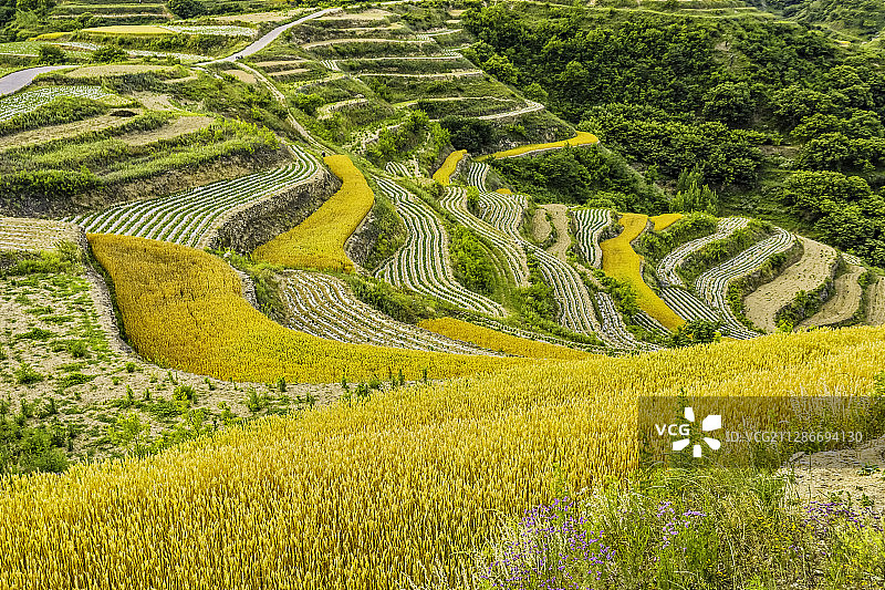北方梯田 麦田收割图片素材