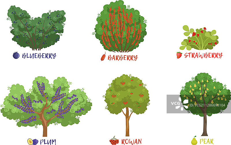 不同的花园浆果灌木和果树图片素材