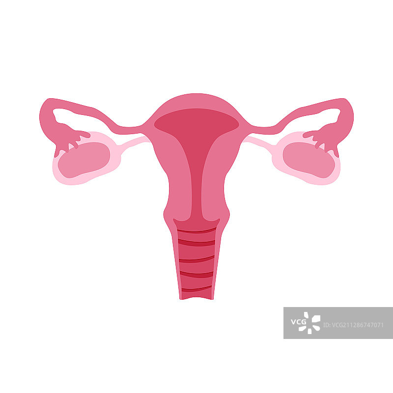 女性生殖系统彩色扁平图图片素材