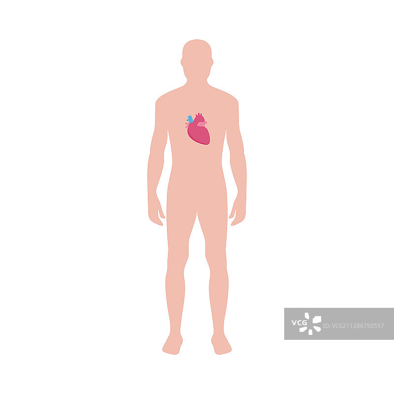 带有心形图标的男性身体信息图图片素材
