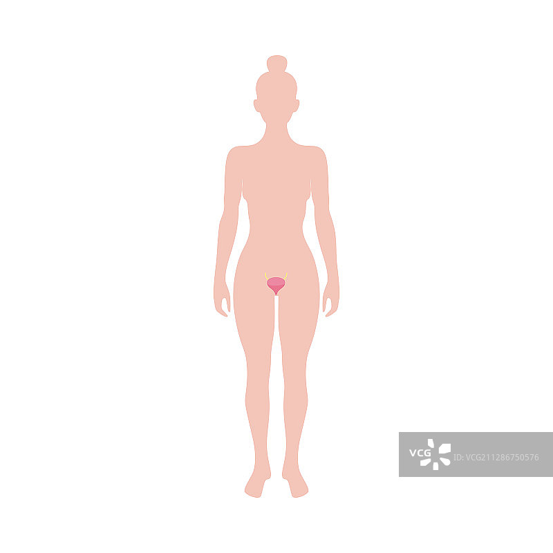 女性生殖器官解剖图图片素材