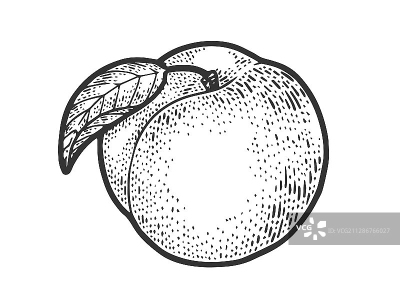 桃子水果素描图片素材