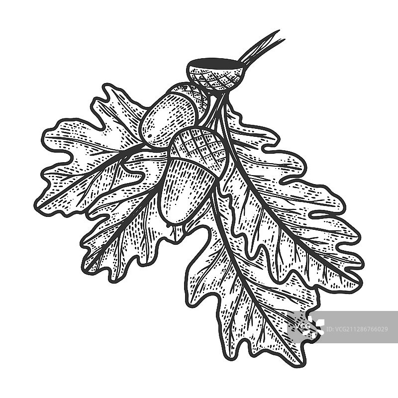 带橡子的橡树枝素描图片素材