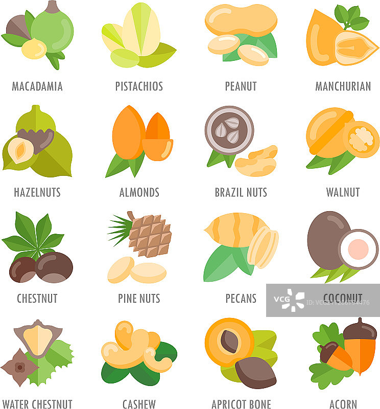 带名称的坚果图标合集图片素材