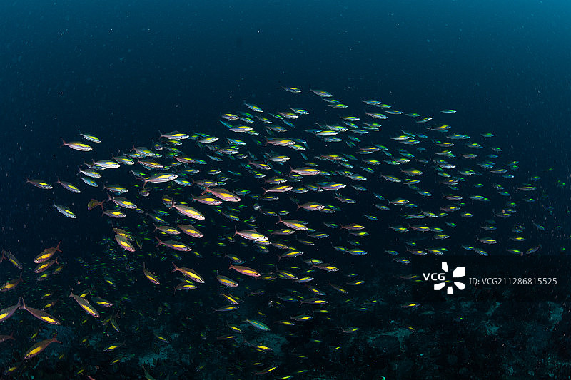 一群聚集成鱼球的宽带鳞鳍梅鲷图片素材