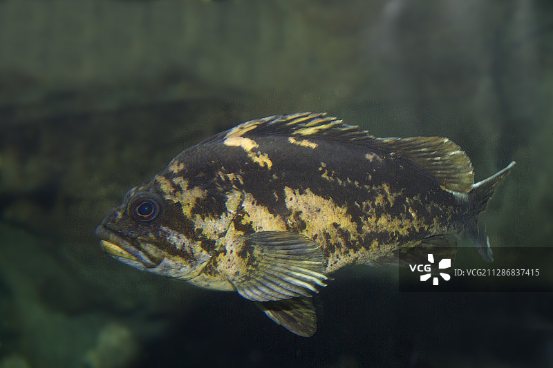 黑黄石斑鱼图片素材