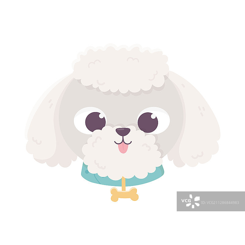 戴着项圈的可爱贵宾犬头像图片素材