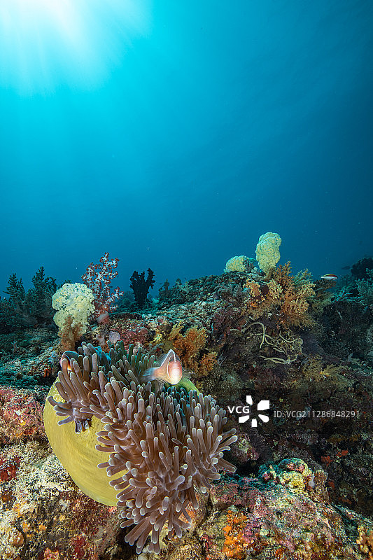 海葵和小丑鱼图片素材