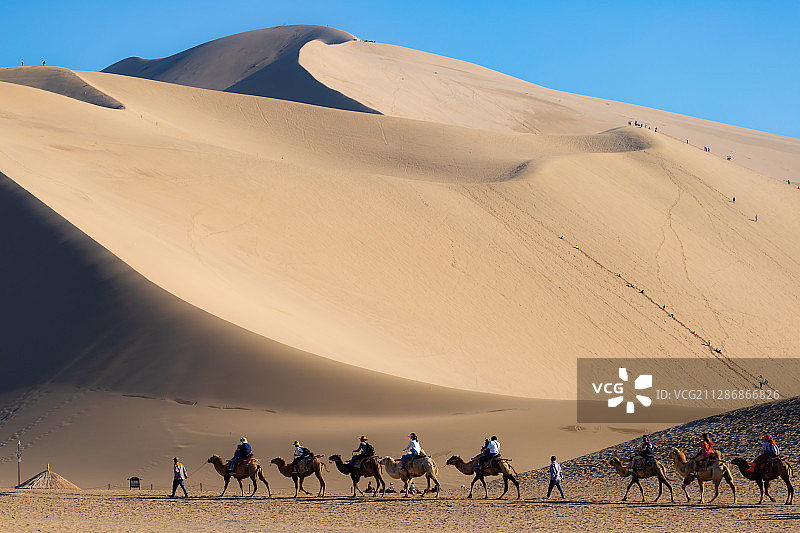 甘肃敦煌，鸣沙山月牙泉景区的骆驼队。图片素材